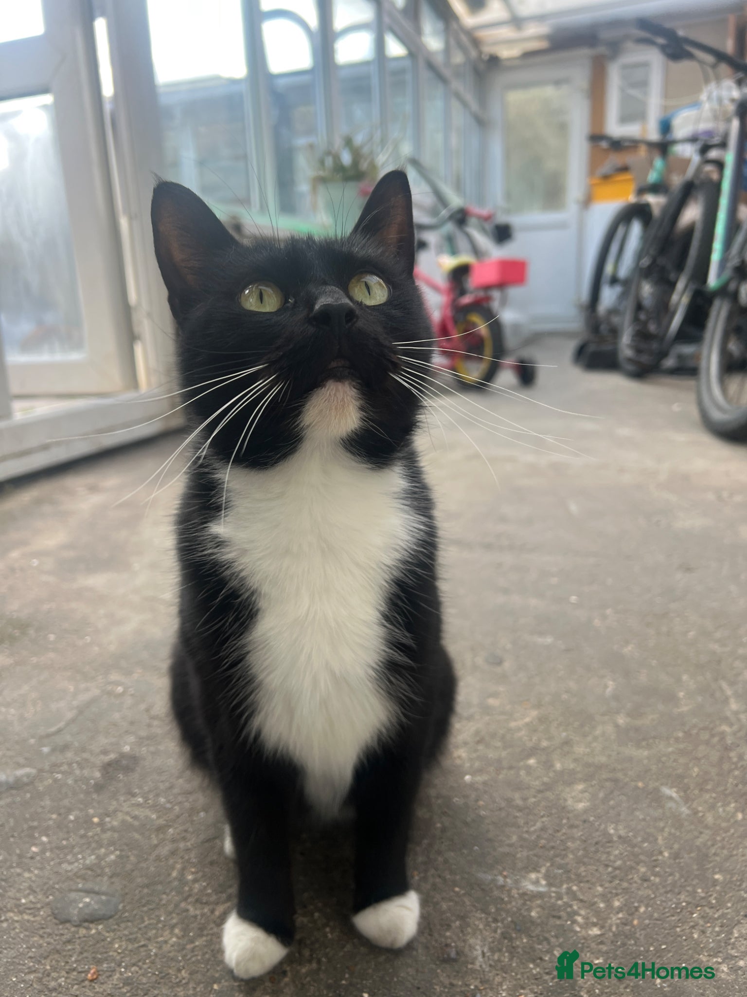 British Shorthair cats 4 kittens for sale  - Advert 2