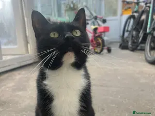 British Shorthair cats 4 kittens for sale - Advert 2