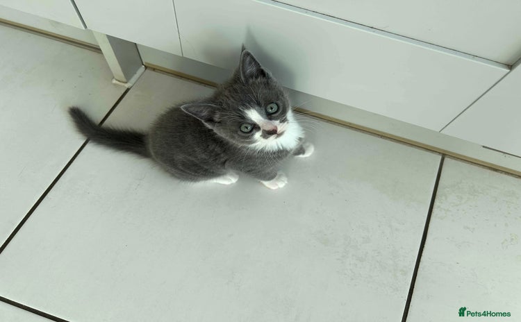 Ragdoll cats - Advert 1