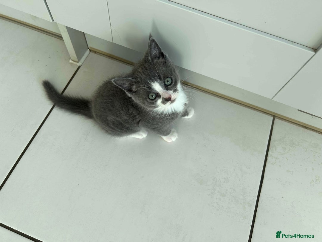 Ragdoll cats for sale: Boy Kitten, ragdoll cross - Image 1