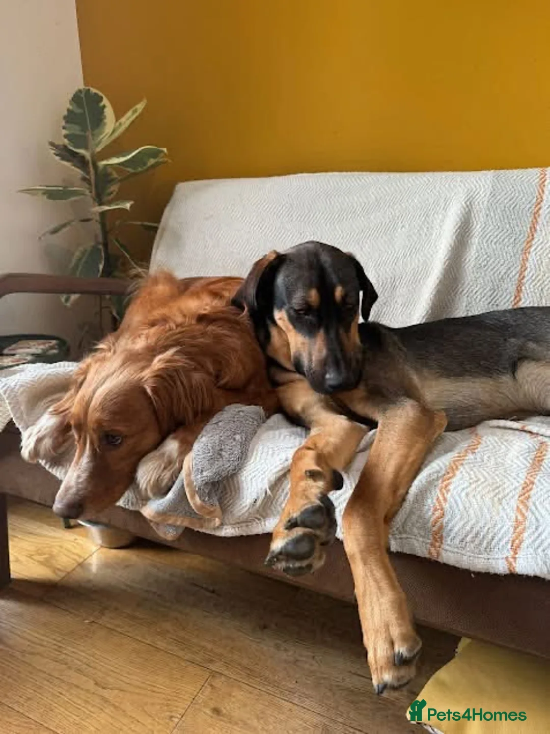 Mixed Breed dogs for adoption: Adonis the Greek handsome god  - Advert 14