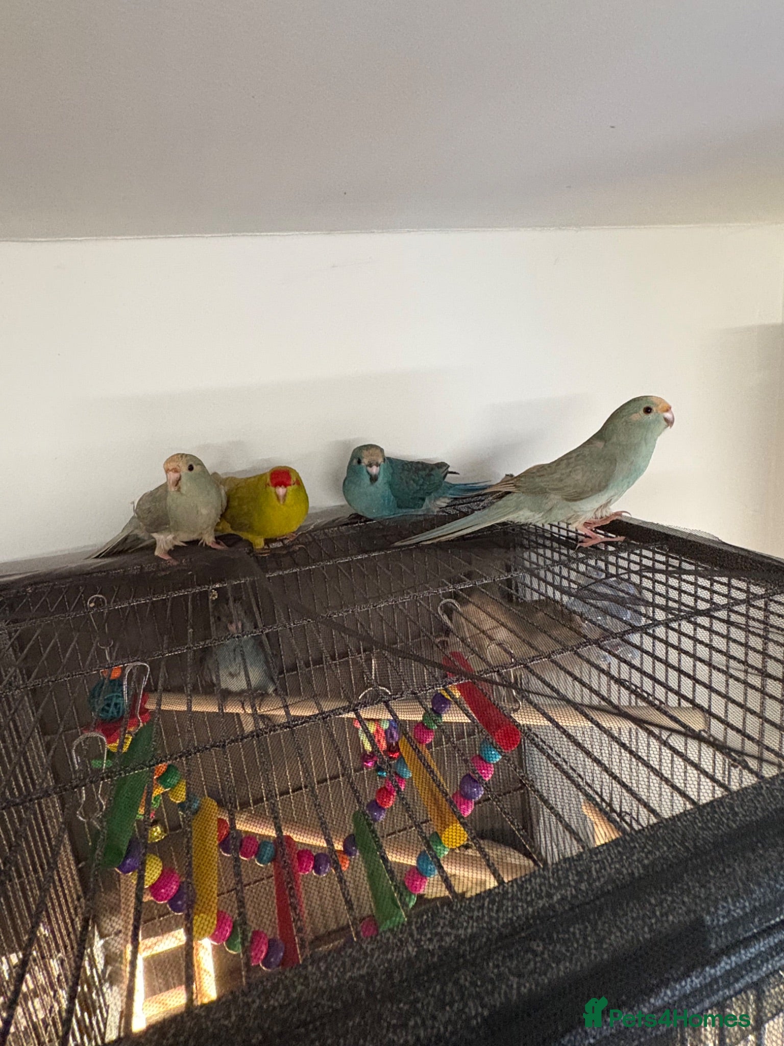 Parakeets birds Kakarikis ready for homes !  - Advert 1