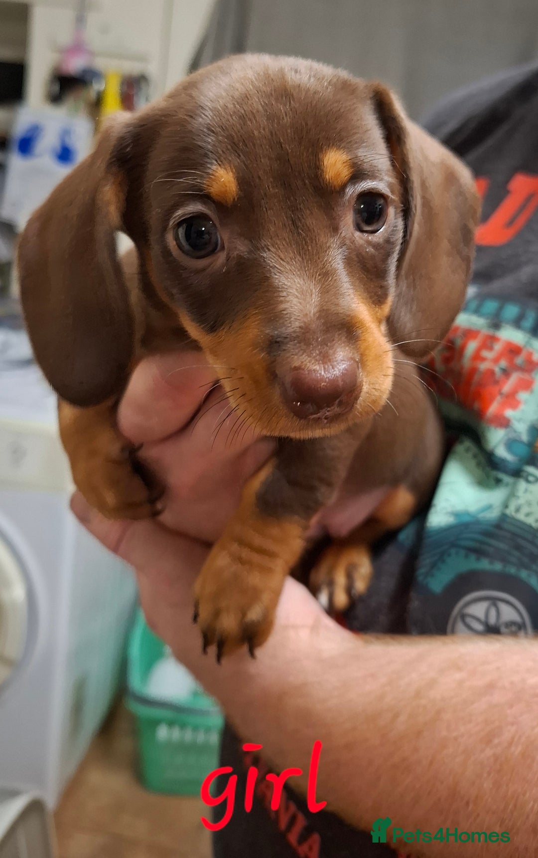 Dachshund dogs for sale: Gorgeous chocolate Dachshunds  - Image 5