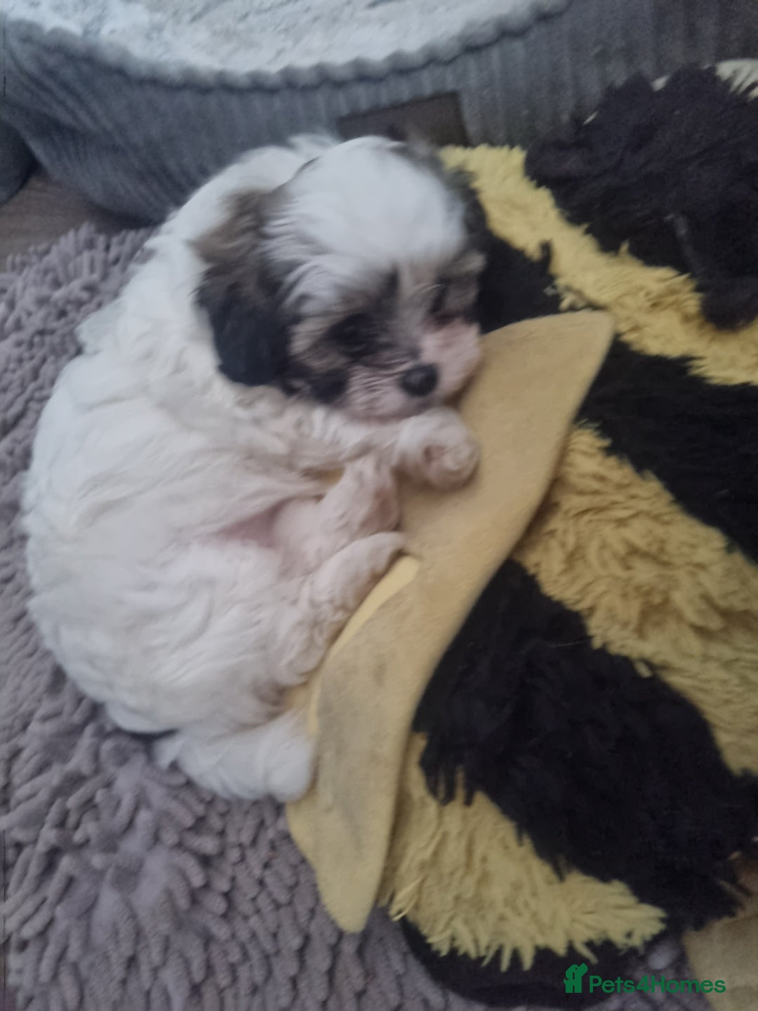 Lhasapoo dogs for sale: Lasha poo  - Advert 5