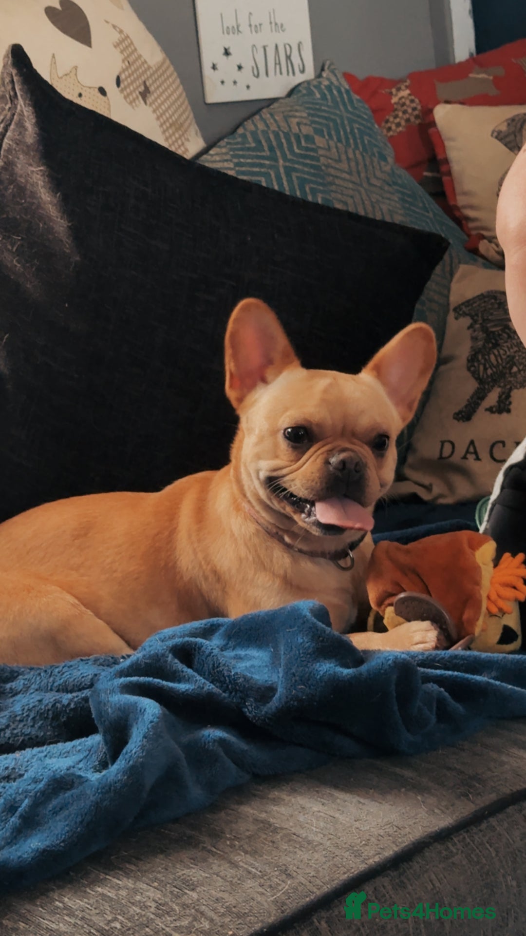 French Bulldog dogs for sale: Winnie French bulldog  - Image 4