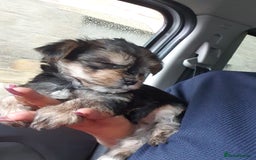 Yorkshire Terrier dogs for sale: Yorkshire pups  - Image 10