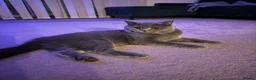 British Shorthair cats for sale: British shorthair and Scottish fold for sale  - Advert 12