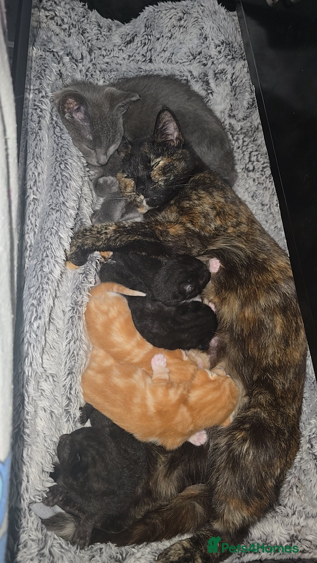 Mixed Breed cats for sale: Kittens for Sale - Image 12