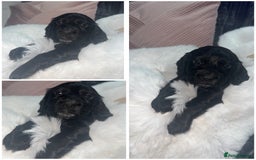 Cocker Spaniel dogs for sale: 7 beautiful cocker spaniel puppies black/brown - Advert 8