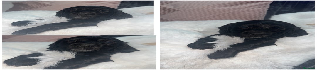 Cocker Spaniel Boy 2