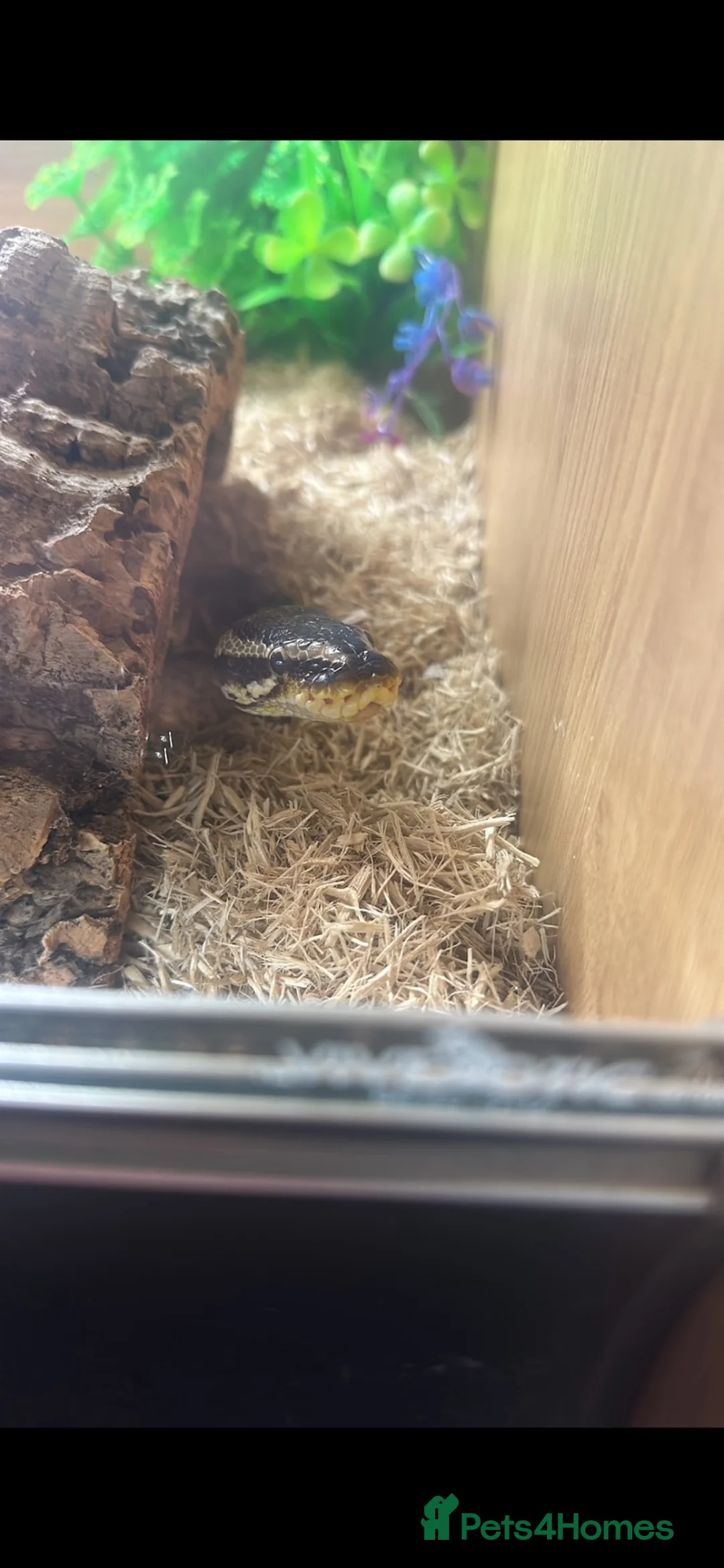 Python Snake reptiles for sale: Ball Python  in Neath - Advert 4