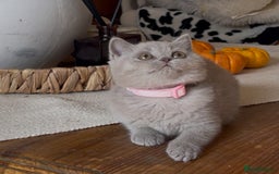 British Shorthair cats for sale: Beautiful Lilac BSH champion Line kittens - Image 21
