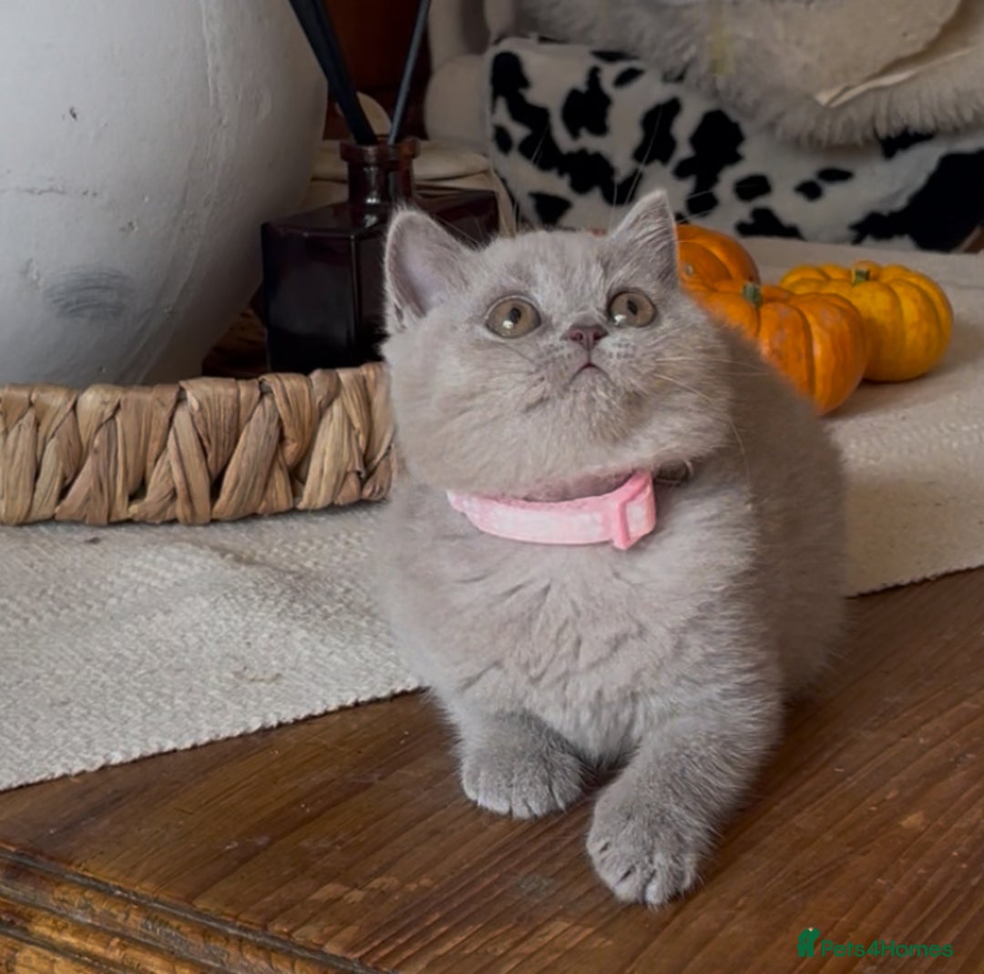 British Shorthair cats for sale: Beautiful Lilac BSH champion Line kittens - Image 21