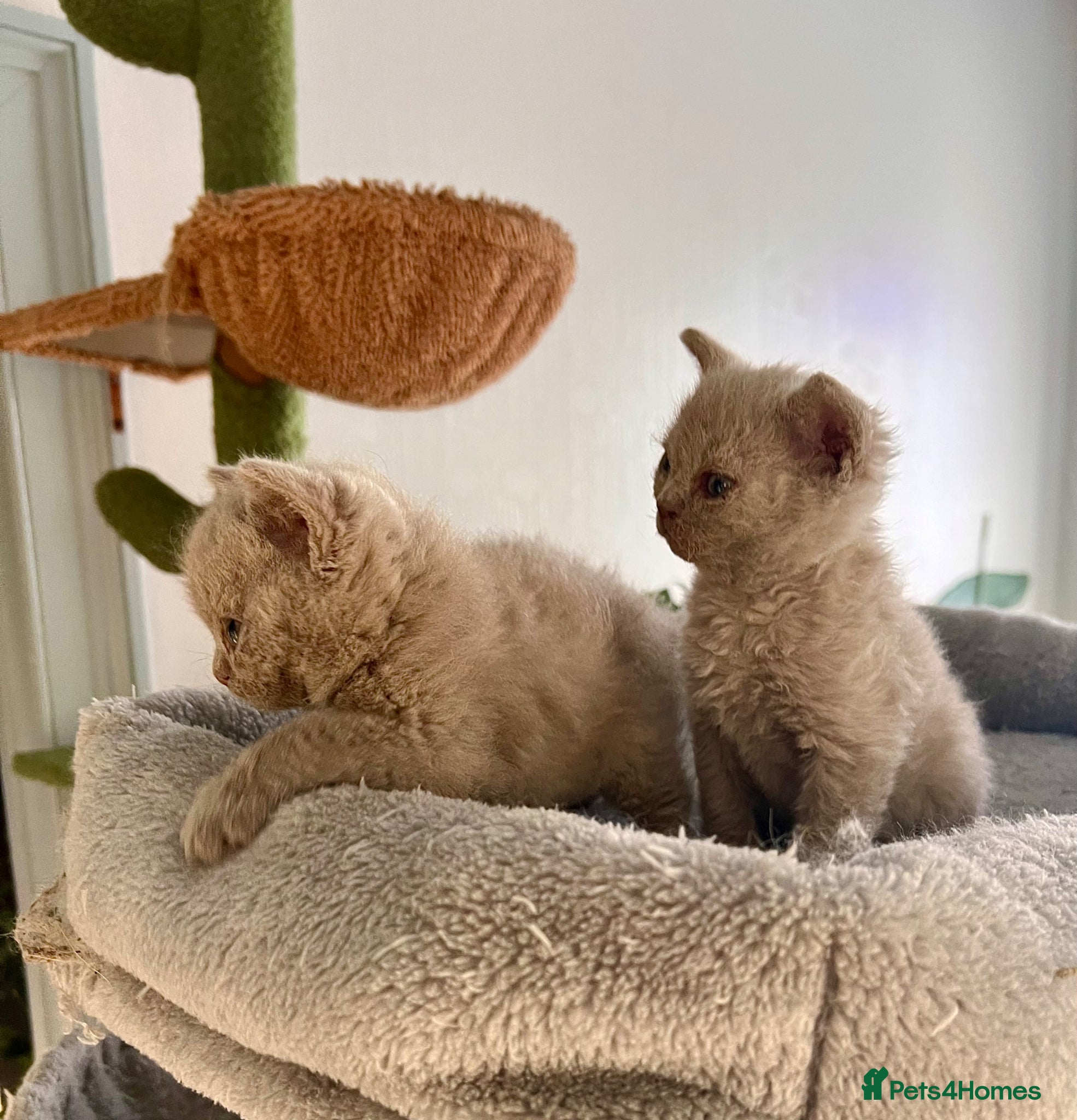 Selkirk Rex cats Selkirk rex kittens 3 boys 😺 - Advert 9