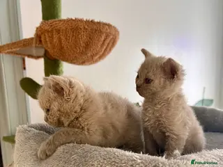 Selkirk Rex cats Selkirk rex kittens 3 boys 😺 - Advert 9