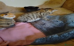 British Shorthair cats for sale: 2 boys cat  - Image 6