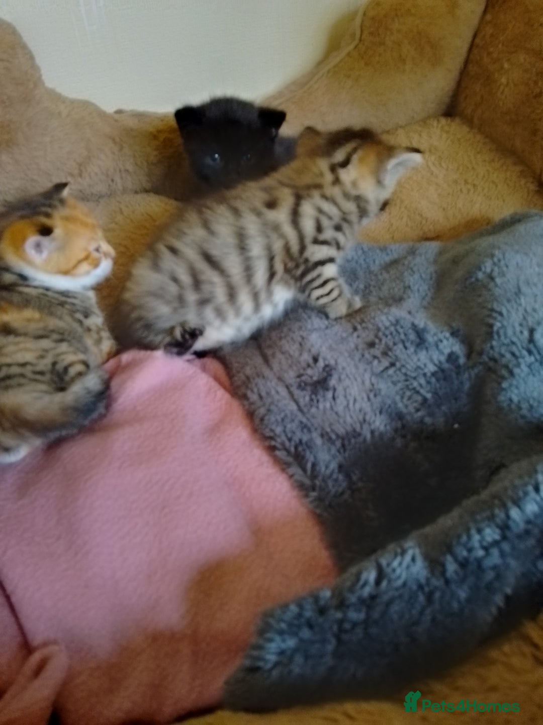 British Shorthair cats for sale: 2 boys cat  - Image 6