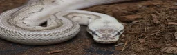 Python Snake reptiles for sale: Royal pythons - Advert 7