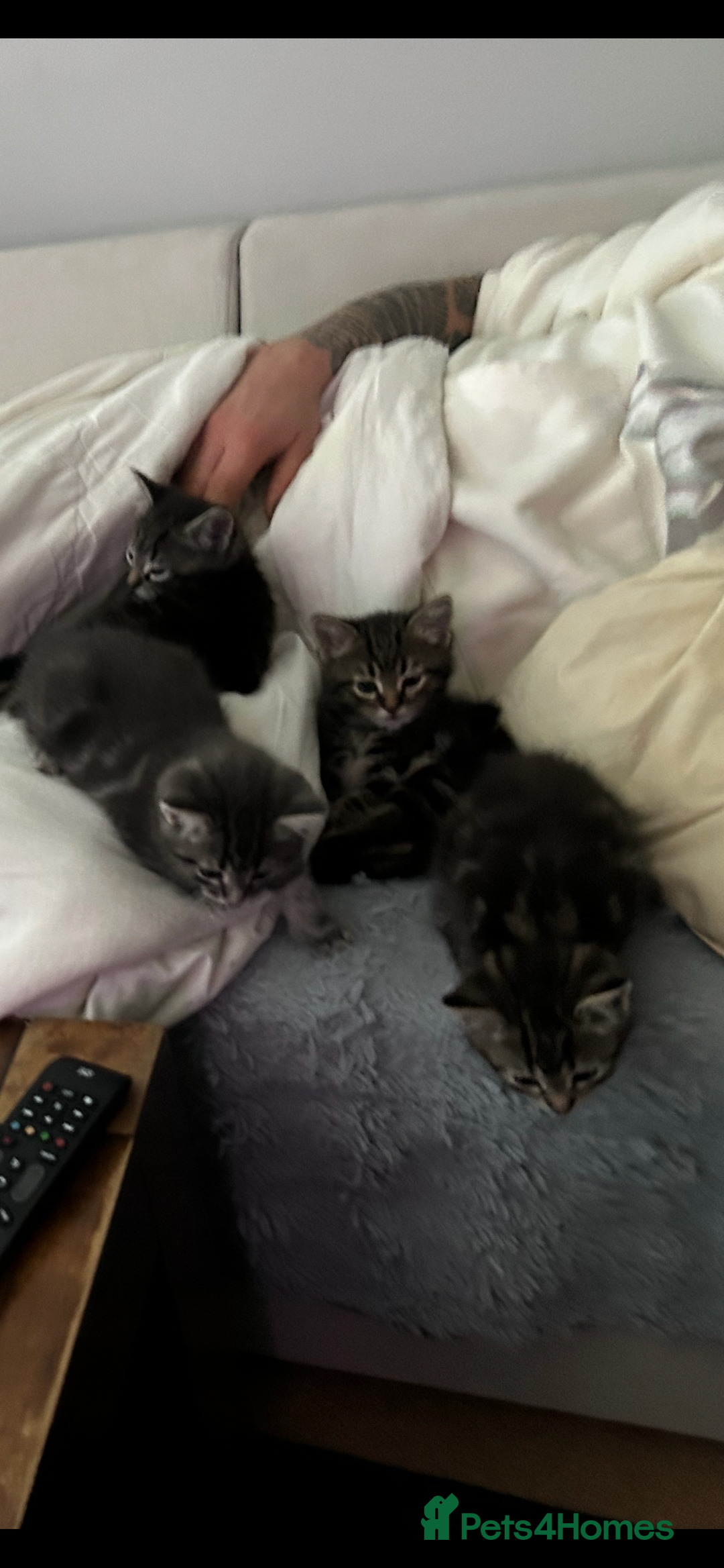 Mixed Breed cats for sale: 4 kittens for sale mixed breed  - Image 1