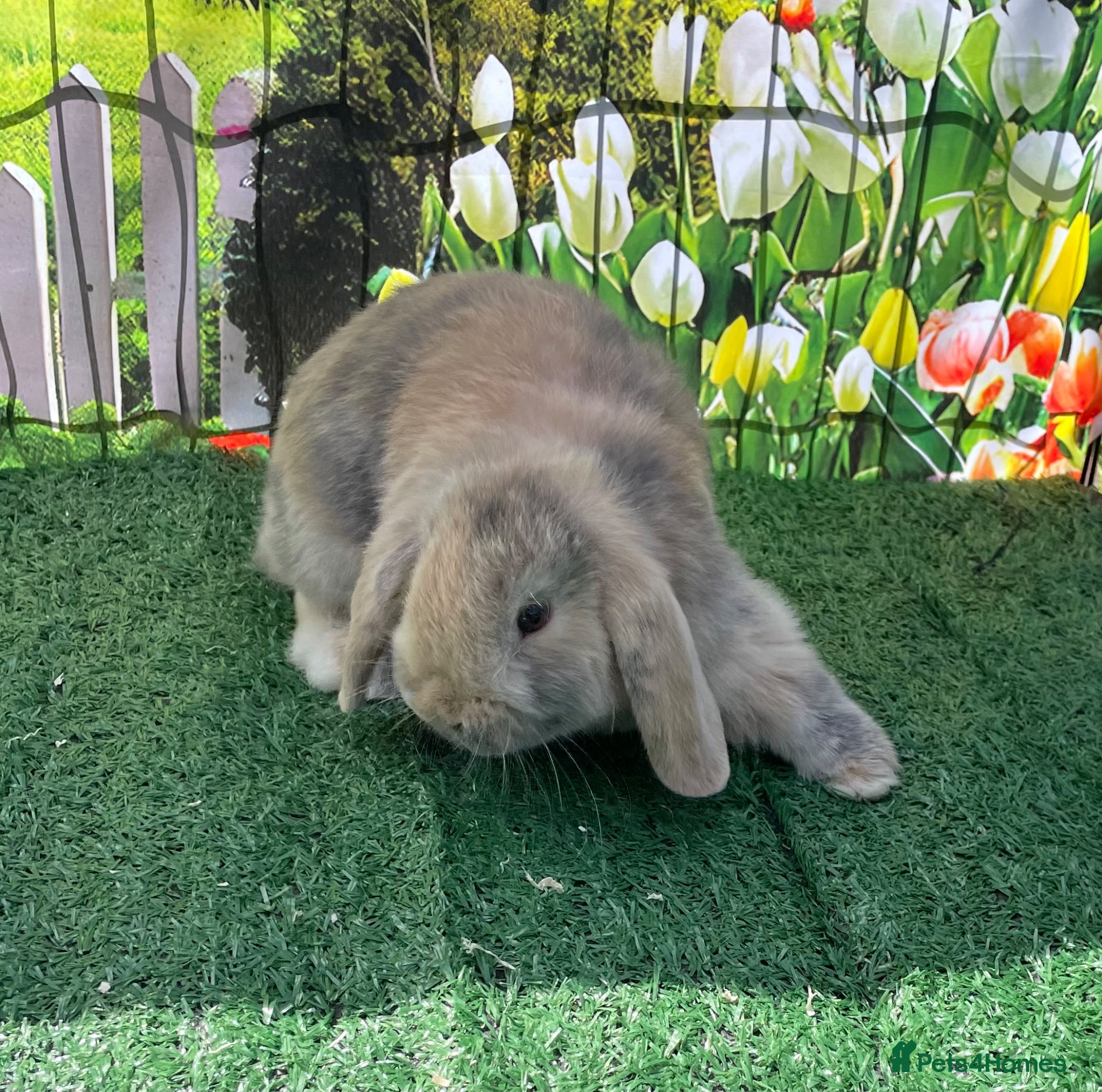 Mini Lop rabbits Beautiful mini lops - Advert 2