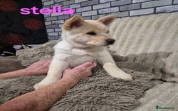 Mixed Breed dogs for sale: Chowski pups - Image 4