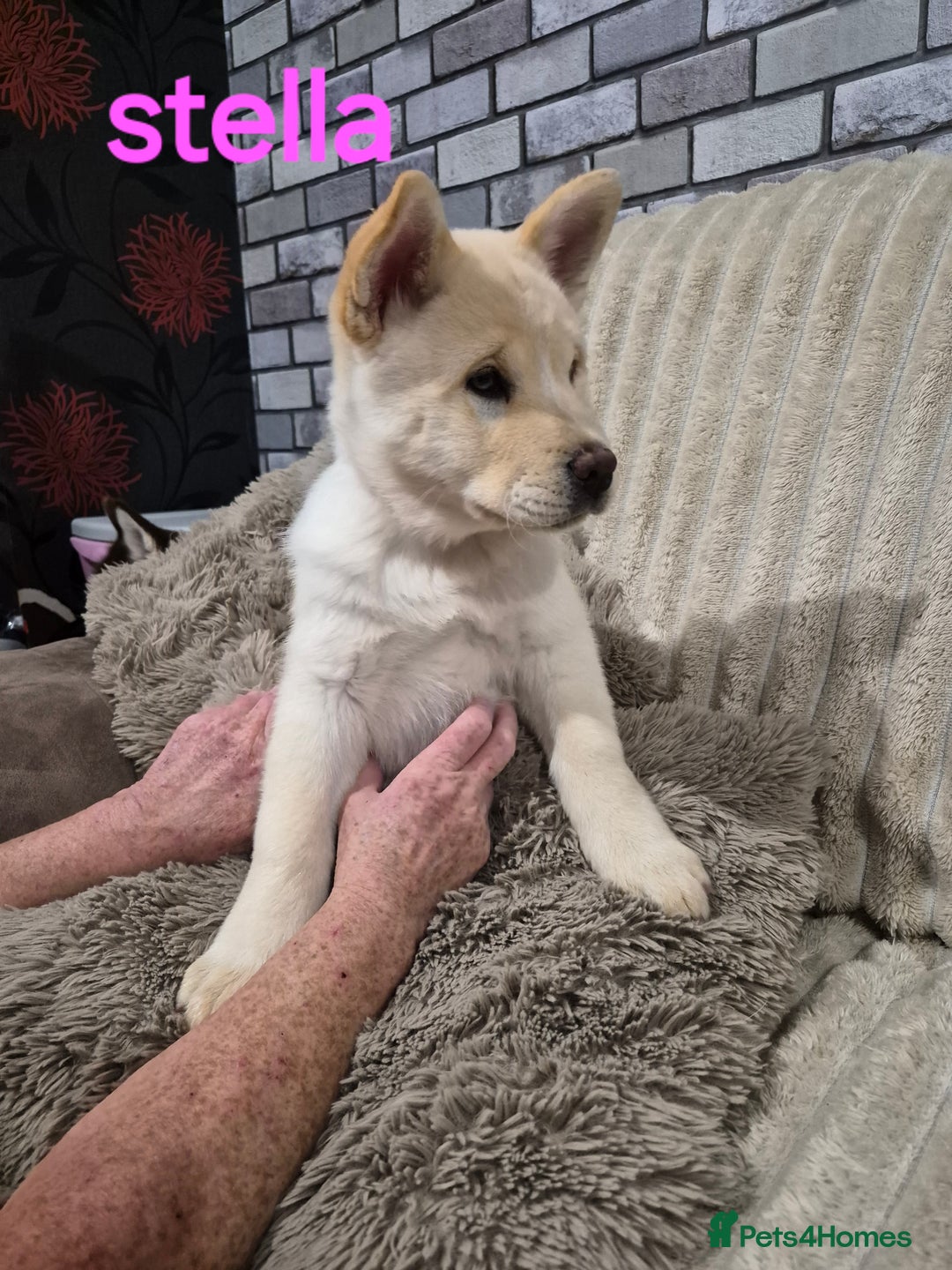 Mixed Breed dogs for sale: Chowski pups - Image 4
