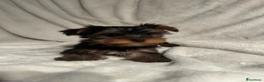 Yorkshire Terrier 4