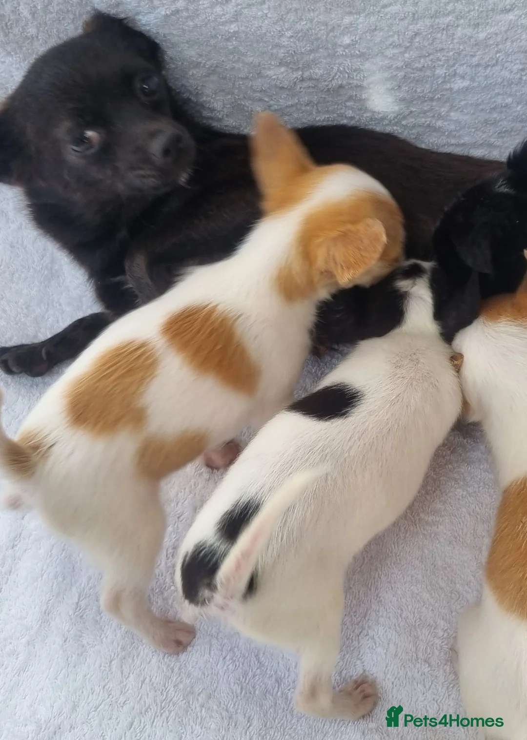 Chihuahua dogs for sale: Full bread Chihuahua puppies very nice Puppy's in Worcester - Advert 7