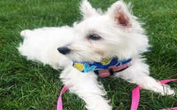 West Highland Terrier dogs for sale:  West Highland White Terrier - Image 8