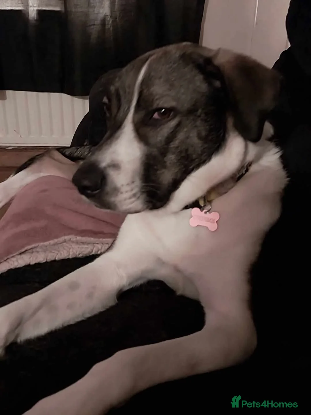 Mixed Breed dogs for adoption: Meet Skye, currently residing in Cheshire  in Hull - Advert 2