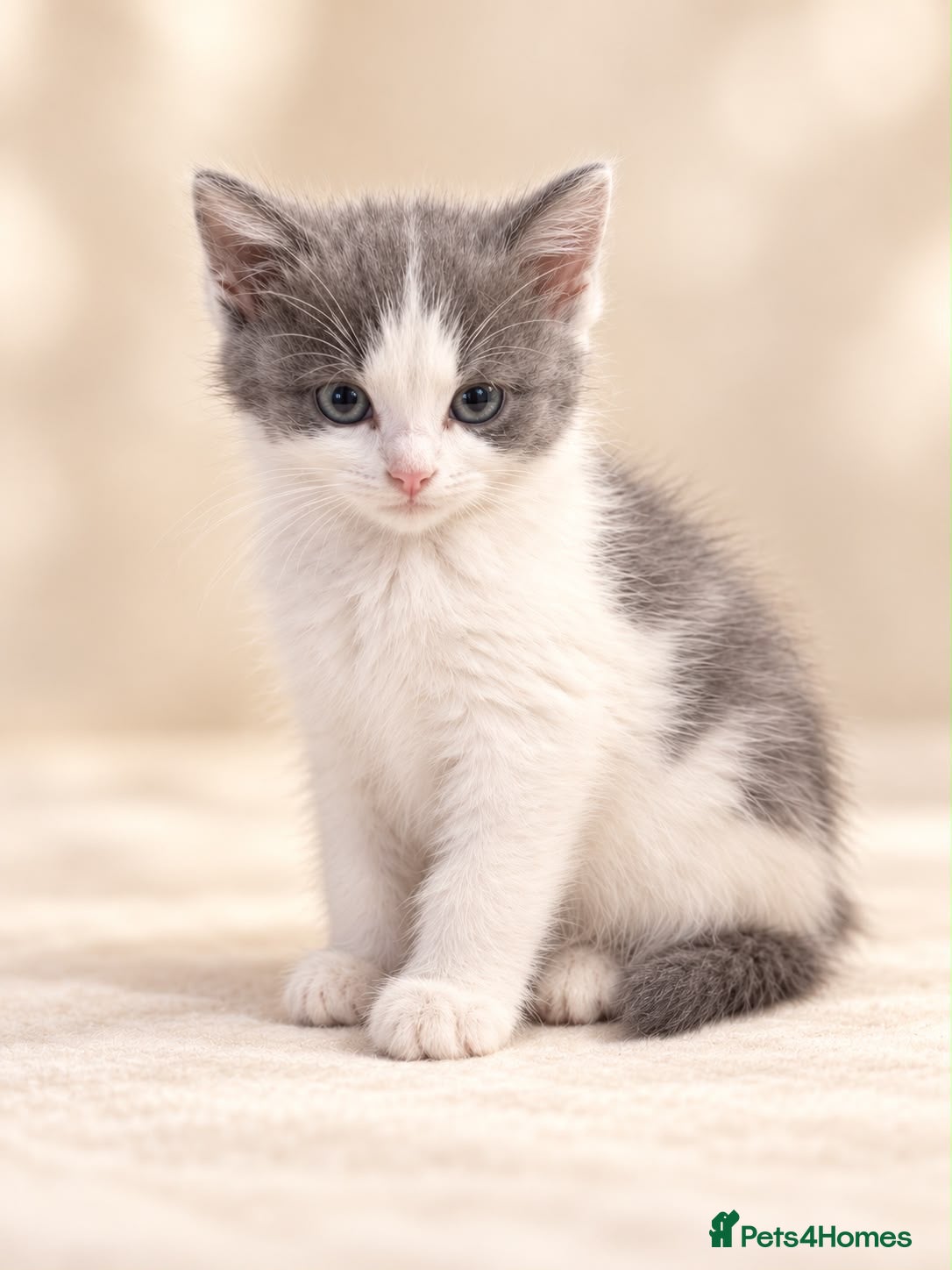 British Shorthair cats for sale: Beautiful British blue females - Advert 10