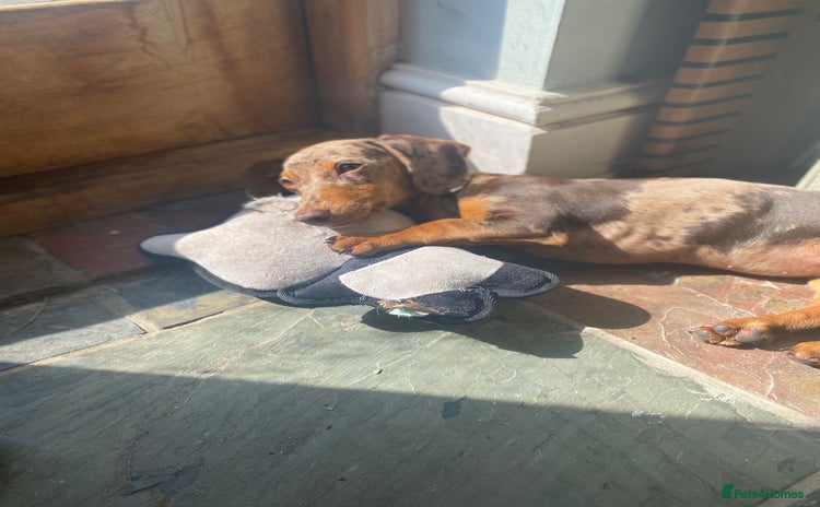 Miniature Dachshund dogs - Advert 6