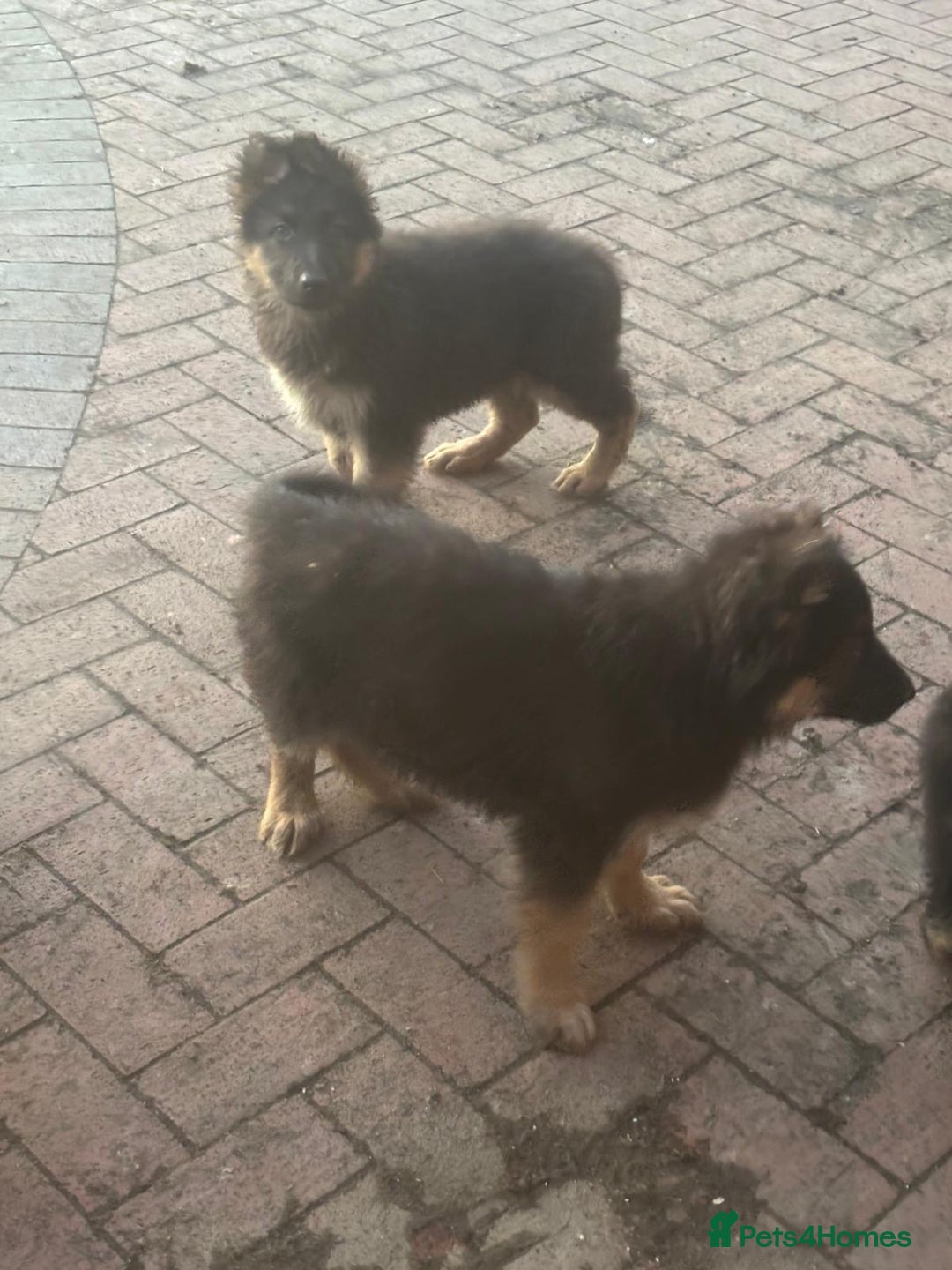 German Shepherd dogs for sale: Kc registered German Shepard pups - Advert 15