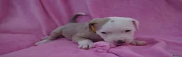 American Bulldog dogs for sale: Outstanding Merle American Bulldogs - Advert 9