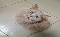 British Longhair cats for sale: Sweet full pedigree British little girl  - Image 7