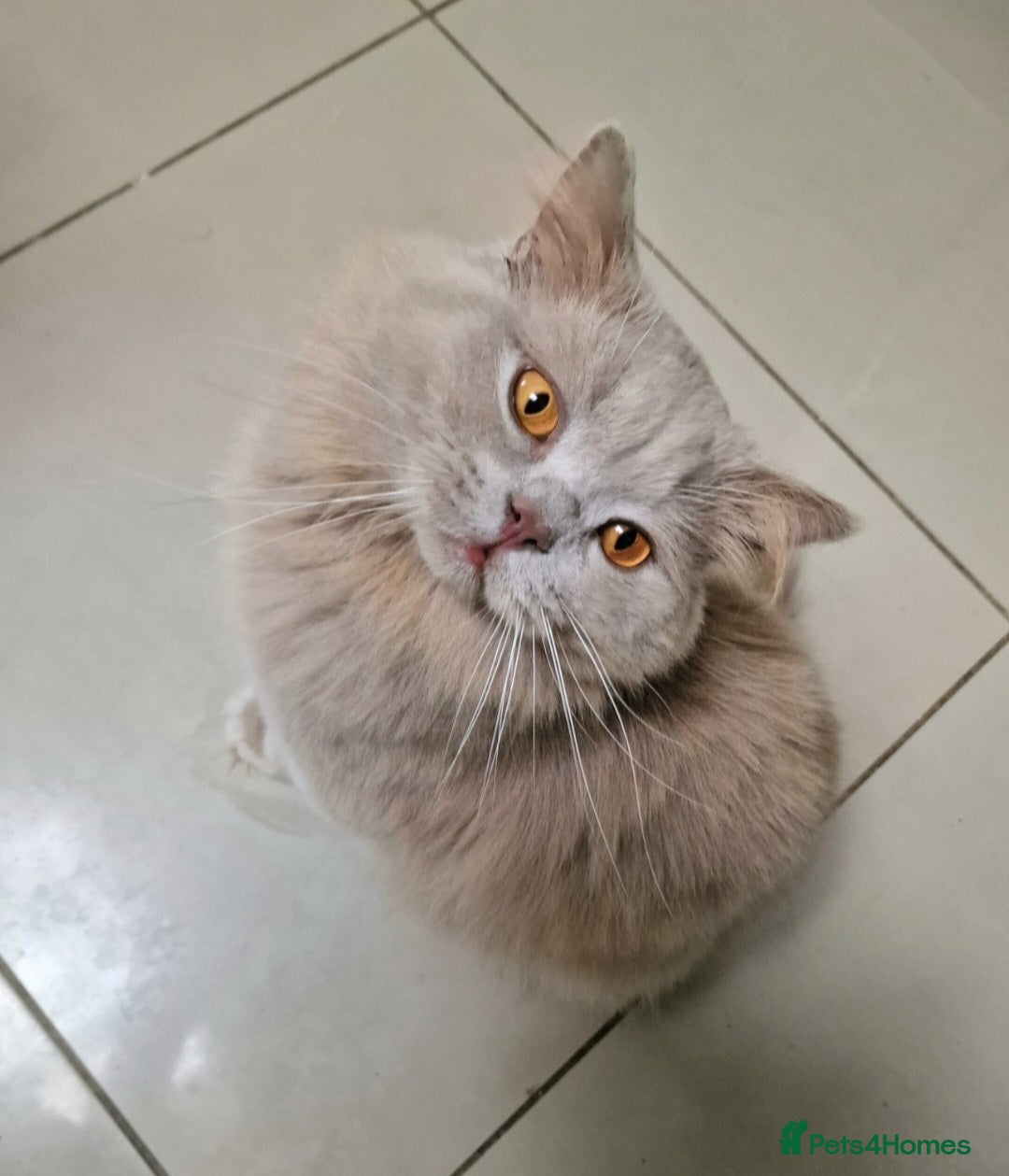 British Longhair cats for sale: Sweet full pedigree British little girl  - Image 7
