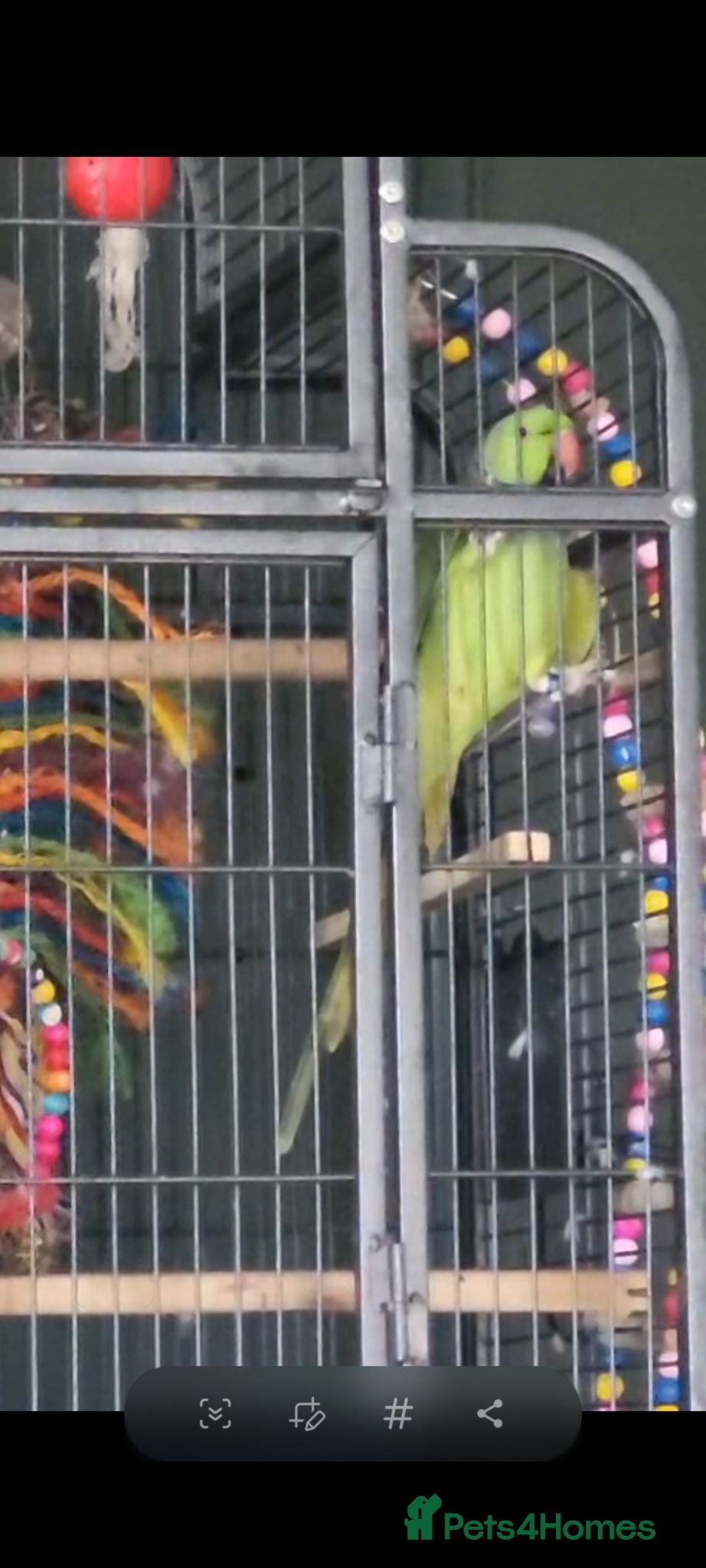 Ringnecks birds Beautiful male ringneck talking parrot  - Advert 1
