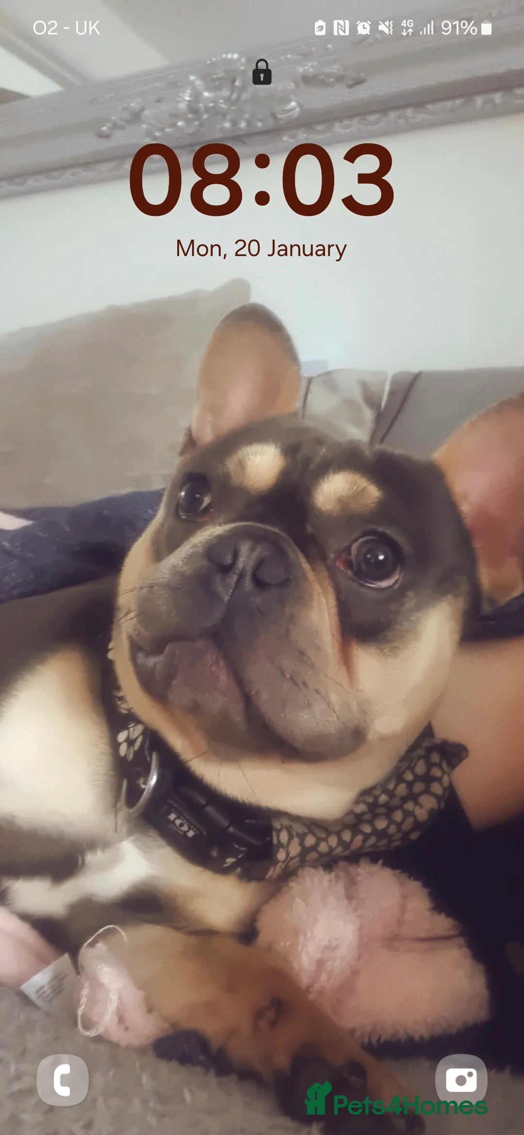 French Bulldog dogs for sale: French bulldog  - Image 2