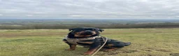 Rottweiler dogs for stud: 3 year old male for stud in exchange for a puppy  in Worcester - Advert 8