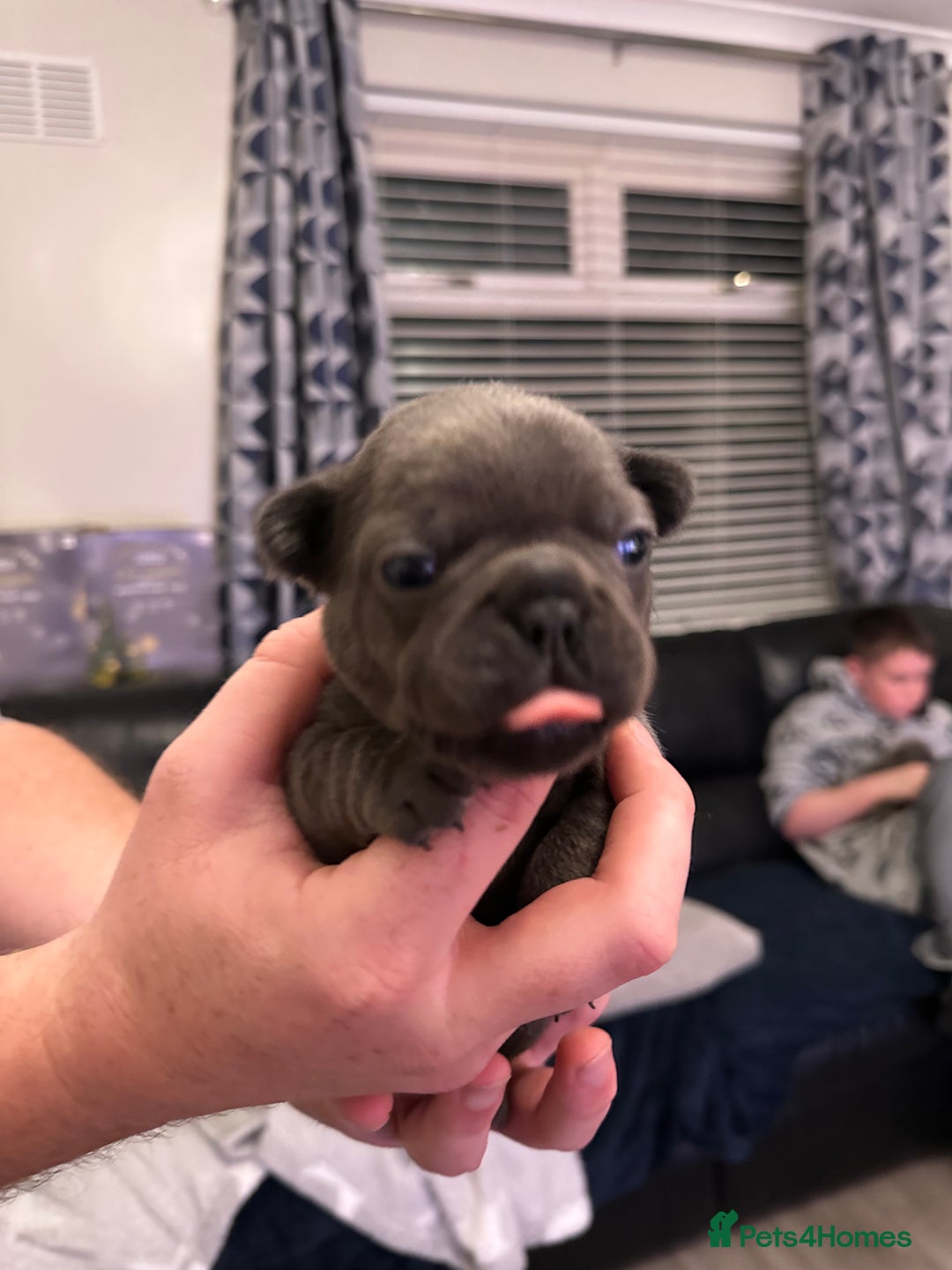 French Bulldog dogs for sale: 5 Beautiful French Bulldog Puppies - Advert 8