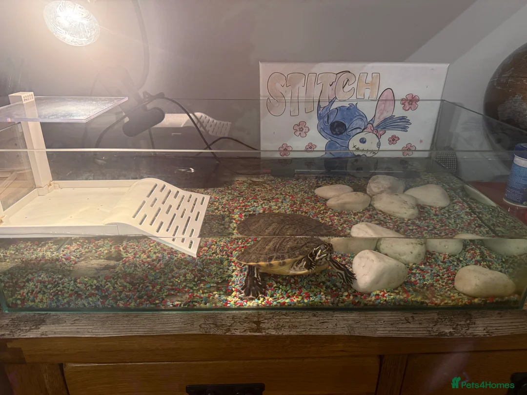 Turtle reptiles for sale: Yellow-bellied slider - Advert 4