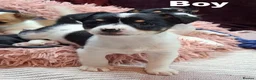 Jack Russell dogs for sale: Pure Jack Russell pups for sale - Advert 10