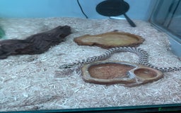 Snake reptiles for sale: Toffee belly hognose  - Image 1