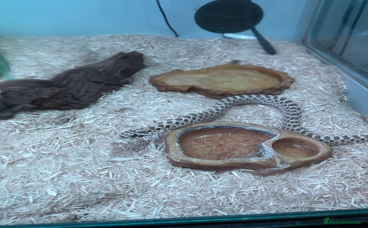 Snake reptiles - Advert 1