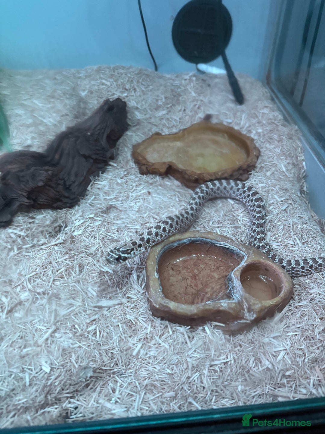 Snake reptiles for sale: Toffee belly hognose  - Image 1