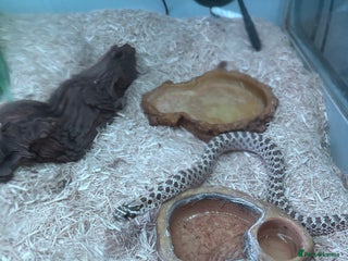 Snake reptiles - Advert 8