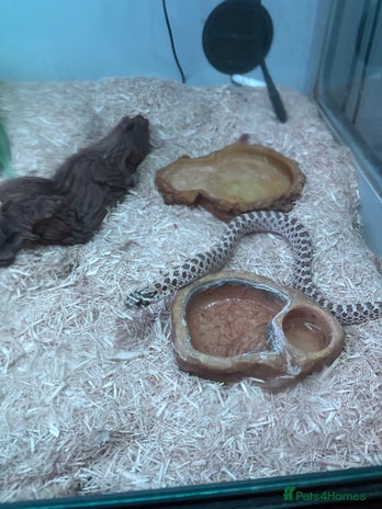 Snake reptiles - Advert 11