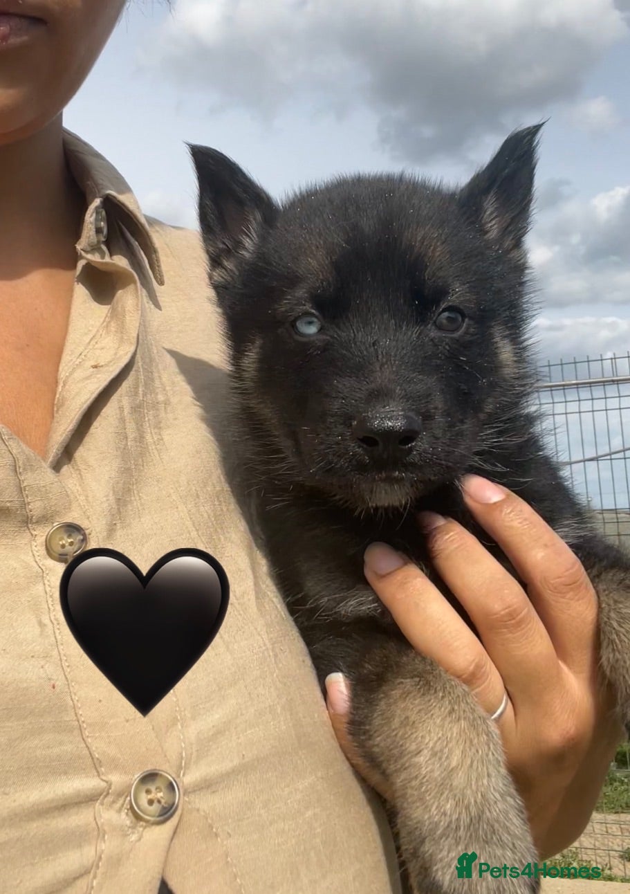 Siberian Husky dogs Ready Now - Outstanding KC Registered Puppies - Advert 10