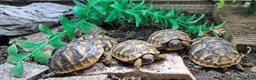 Tortoise reptiles for sale: 2026 Home Hatched Hermanns Tortoises For Sale - Advert 1