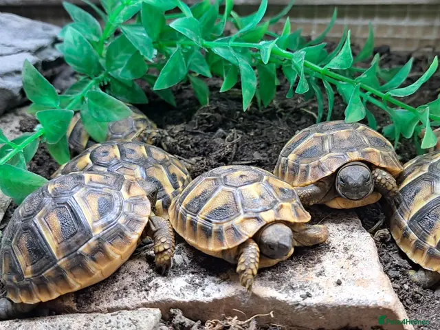 Tortoise reptiles 2026 Home Hatched Hermanns Tortoises For Sale - Advert 4